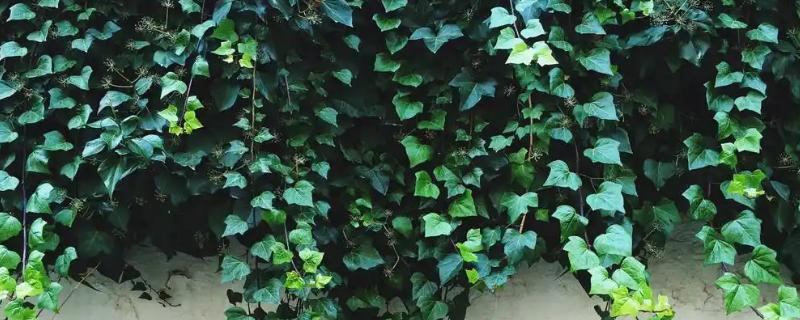 有什么四季常青的爬藤植物,常见长春蔓、常春藤等品种