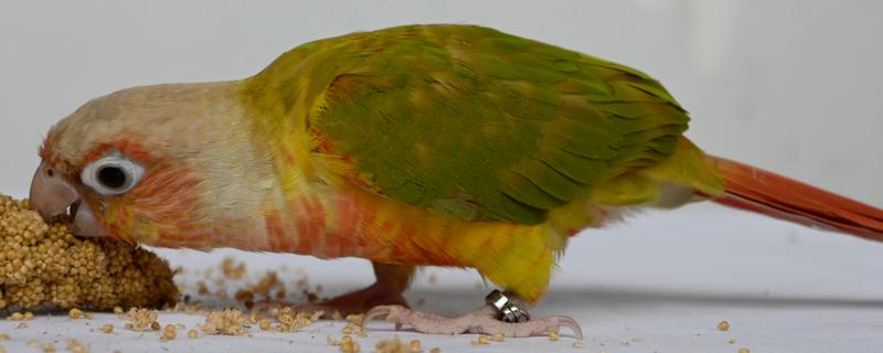 鹦鹉肠胃不适如何处理,频繁腹泻可对它饲喂土霉素等药物