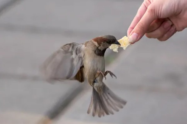 麻雀不吃东西怎么处理，可使用特殊的工具喂食