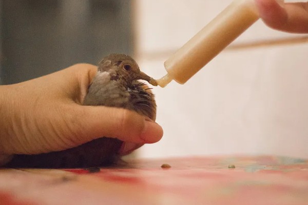 麻雀不吃东西怎么处理，可使用特殊的工具喂食