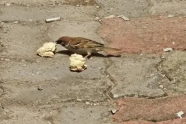 麻雀不吃东西怎么处理，可使用特殊的工具喂食