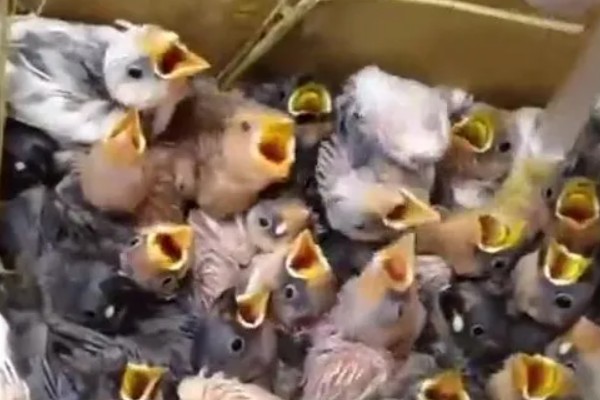 麻雀不吃东西怎么处理，可使用特殊的工具喂食