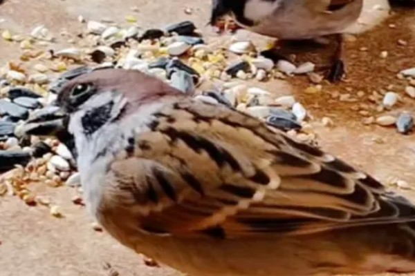 麻雀不吃东西怎么处理，可使用特殊的工具喂食