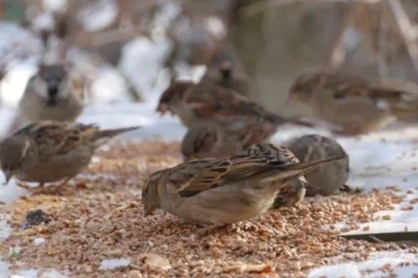 麻雀不吃东西怎么处理，可使用特殊的工具喂食