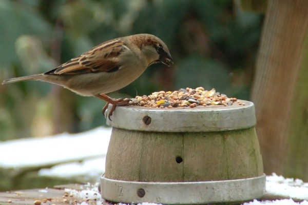 麻雀不吃东西怎么处理，可使用特殊的工具喂食