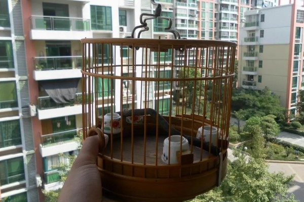 麻雀不吃东西怎么处理，可使用特殊的工具喂食