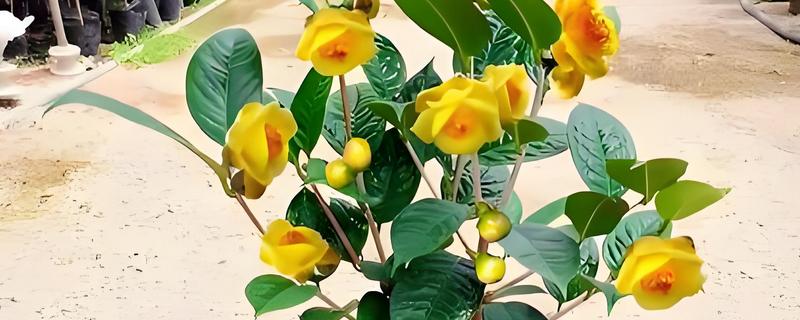 凹脉金花茶怎么养殖,每隔20天追施一次磷钾肥