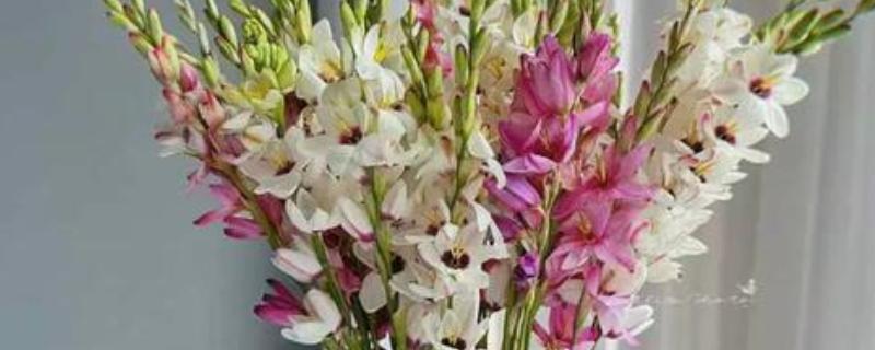 玉米百合能不能复花,人工干预可让它再次开放