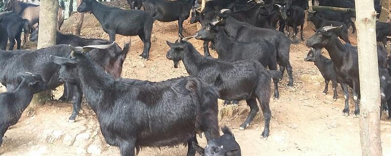 广西黑山羊能圈养吗，黑山羊是可以圈养的