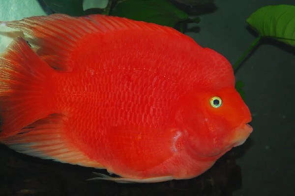 金刚鹦鹉鱼好不好养，容易养活但不易养好