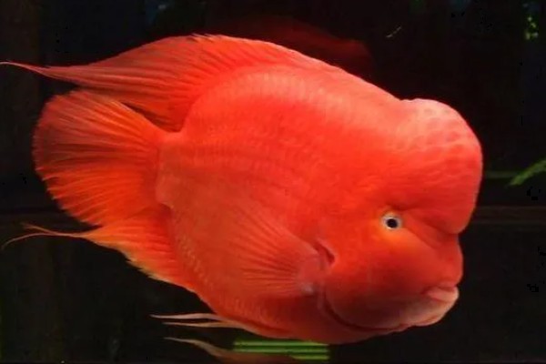 金刚鹦鹉鱼好不好养，容易养活但不易养好