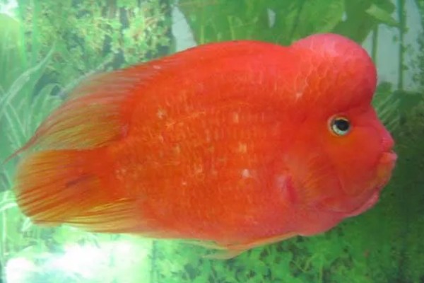 金刚鹦鹉鱼好不好养，容易养活但不易养好