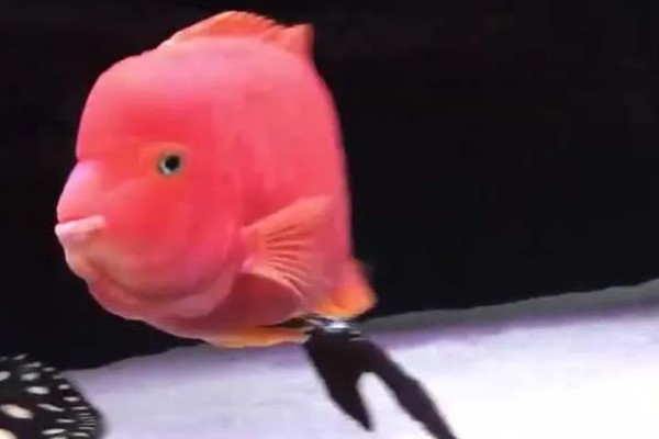 金刚鹦鹉鱼好不好养，容易养活但不易养好