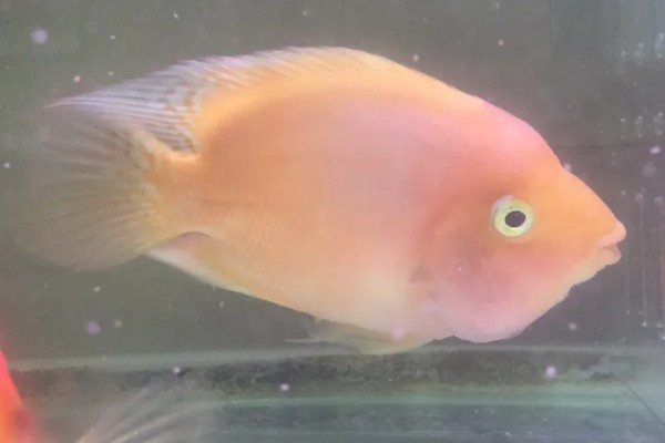 金刚鹦鹉鱼好不好养，容易养活但不易养好