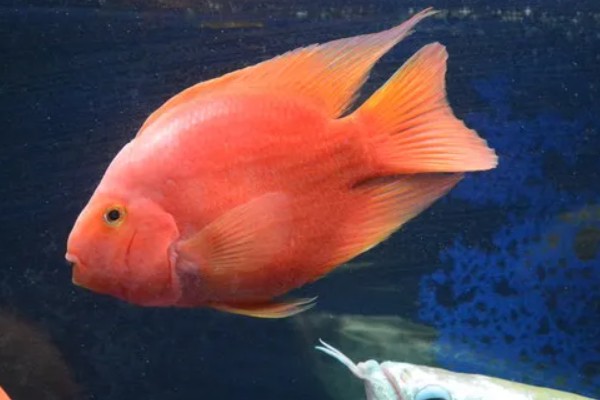 金刚鹦鹉鱼好不好养，容易养活但不易养好