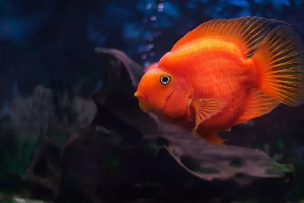 金刚鹦鹉鱼好不好养，容易养活但不易养好