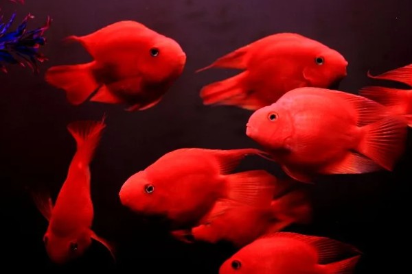 金刚鹦鹉鱼好不好养，容易养活但不易养好
