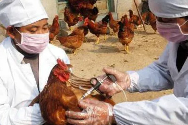 鸡打针打在翅膀哪个地方,一般在翅膀的腋下部位注射