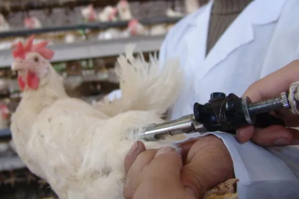 鸡打针打在翅膀哪个地方,一般在翅膀的腋下部位注射