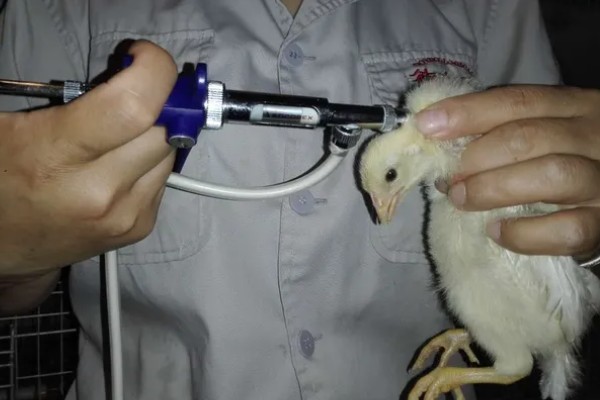 鸡打针打在翅膀哪个地方,一般在翅膀的腋下部位注射