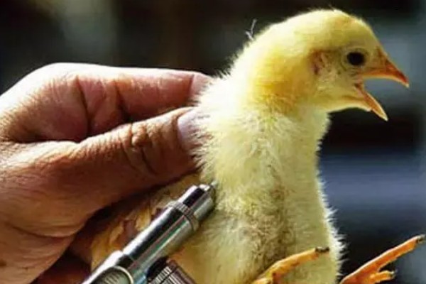 鸡打针打在翅膀哪个地方,一般在翅膀的腋下部位注射