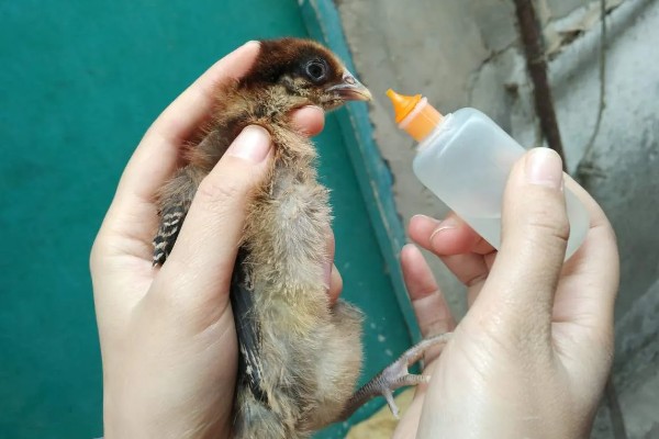 鸡打针打在翅膀哪个地方,一般在翅膀的腋下部位注射