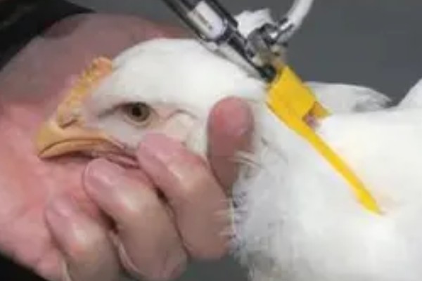 鸡打针打在翅膀哪个地方,一般在翅膀的腋下部位注射