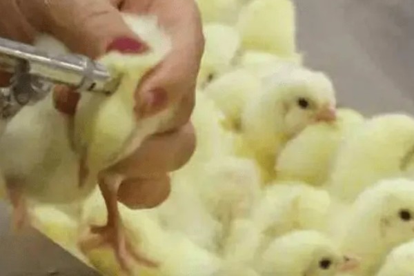 鸡打针打在翅膀哪个地方,一般在翅膀的腋下部位注射