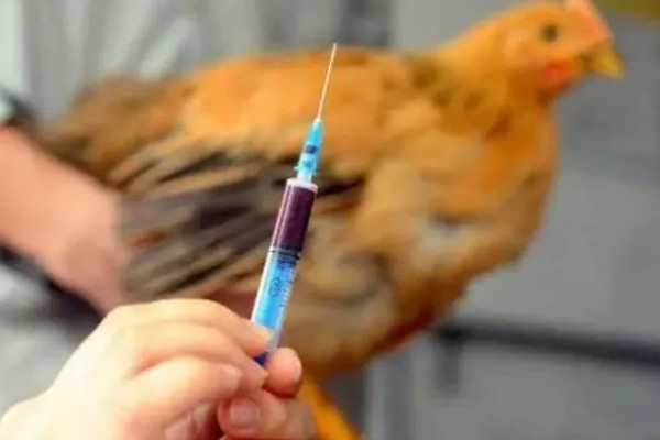 鸡打针打在翅膀哪个地方,一般在翅膀的腋下部位注射