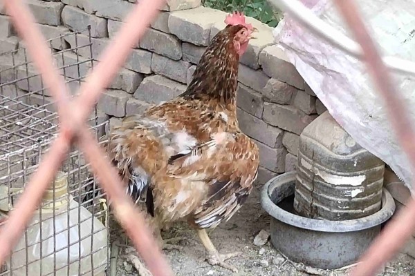 鸡打针打在翅膀哪个地方,一般在翅膀的腋下部位注射