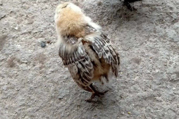 鸡打针打在翅膀哪个地方,一般在翅膀的腋下部位注射