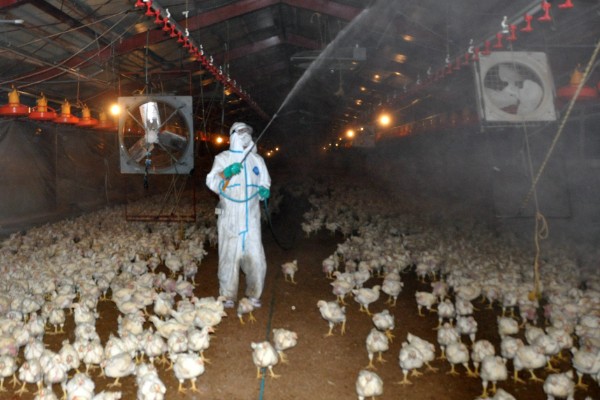 鸡打针打在翅膀哪个地方,一般在翅膀的腋下部位注射