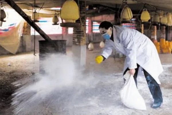 鸡打针打在翅膀哪个地方,一般在翅膀的腋下部位注射