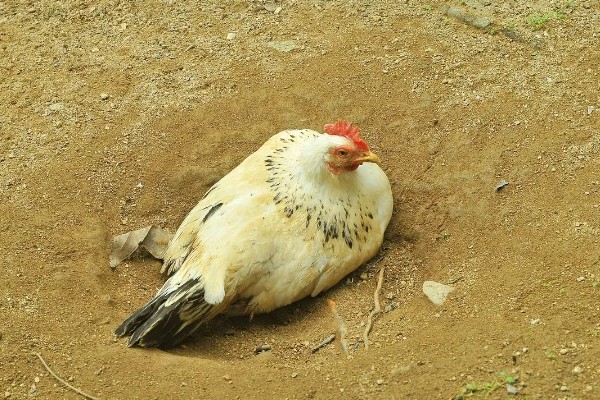 鸡打针打在翅膀哪个地方,一般在翅膀的腋下部位注射