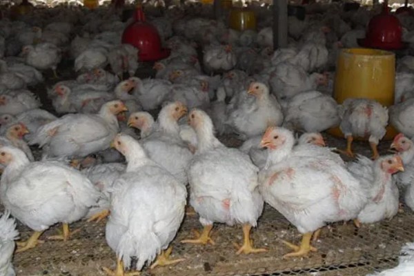 鸡打针打在翅膀哪个地方,一般在翅膀的腋下部位注射