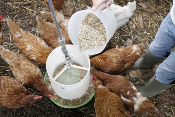 鸡打针打在翅膀哪个地方,一般在翅膀的腋下部位注射