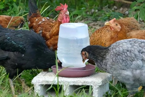 鸡打针打在翅膀哪个地方,一般在翅膀的腋下部位注射