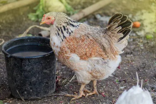 鸡打针打在翅膀哪个地方,一般在翅膀的腋下部位注射