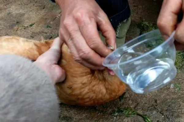 鸡打针打在翅膀哪个地方,一般在翅膀的腋下部位注射