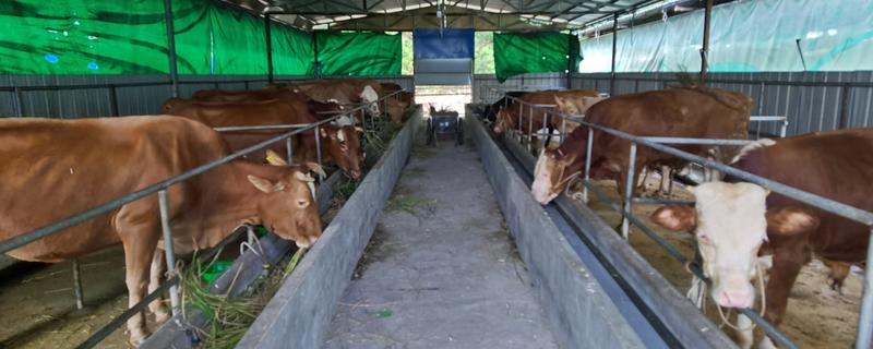 喂牛的技巧,饲料中可添加助消化的药物