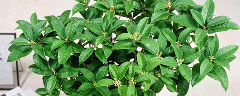 桂花开花能浇水吗，桂花开花能浇水