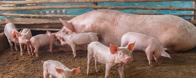 北方养猪场冬天怎么取暖，可以使用煤炉取暖