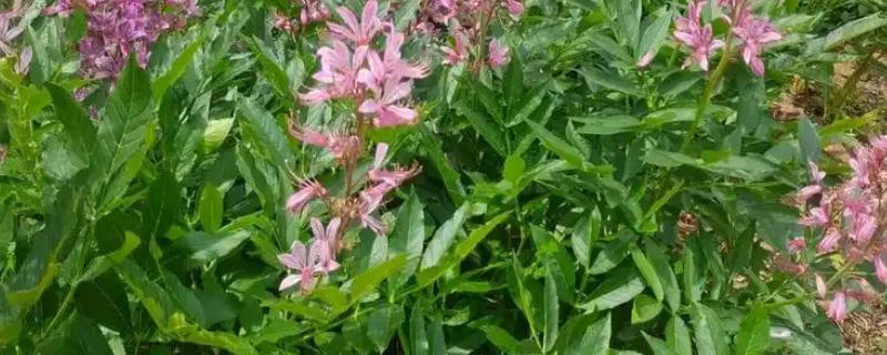 白鲜皮的种植技术，移栽田需要经常松土除草