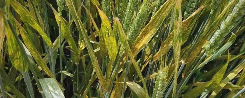 小麦条锈病的发病症状,叶面出现鲜黄色夏孢子堆