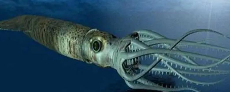 大王乌贼的体型,长度能达到18-20米左右