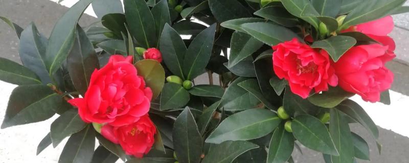 四季茶花的养殖方法，使用含腐殖质的酸性土壤为佳