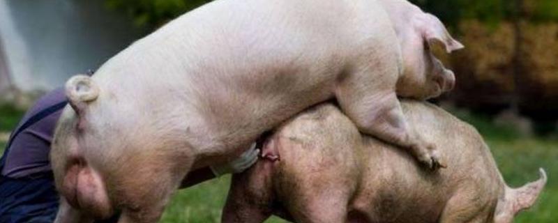 母猪的配种时间,发情后的21-37小时最适合配种