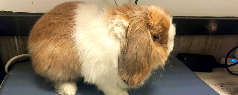 兔子患病有何症状,具有精神沉郁、身体消瘦等表现