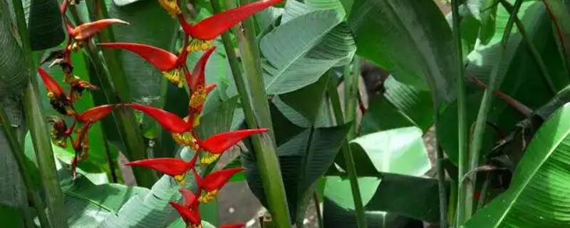红花蕉有什么花语,代表坚实的未来