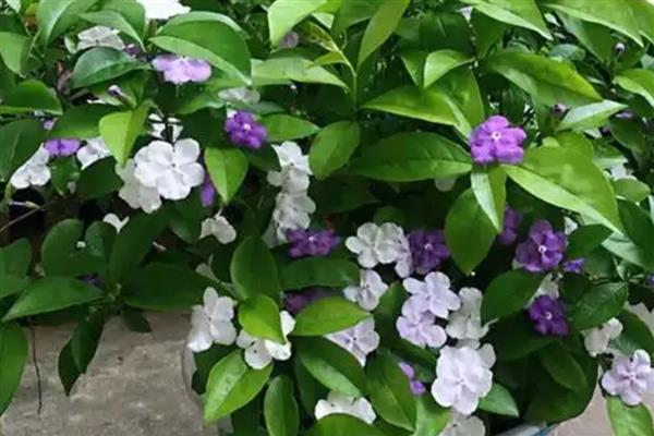 鸳鸯茉莉的修剪方法，较长的枝条要适当的修剪